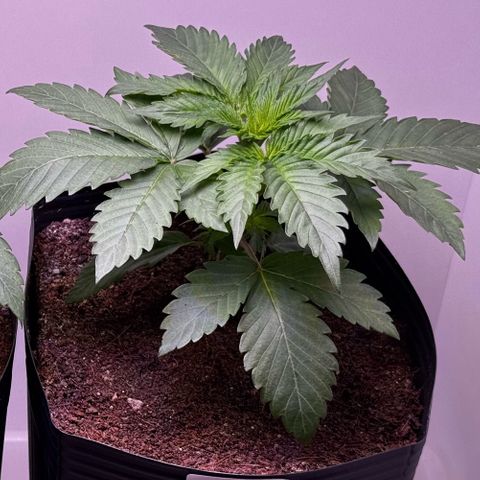 Double Cookies growlog timeline photo