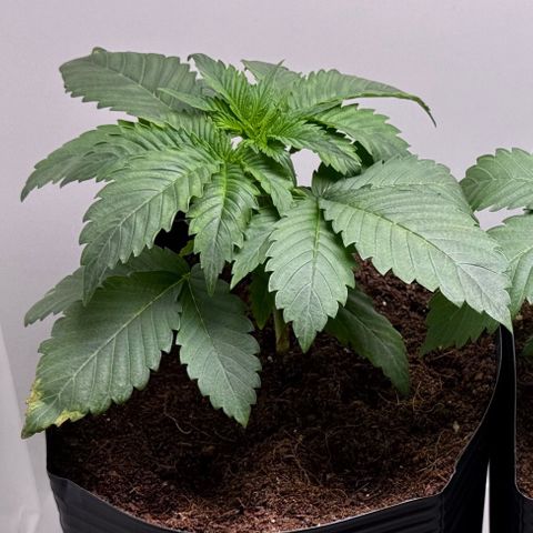 Lebron Haze growlog timeline photo