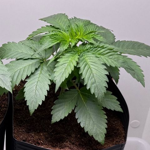 Double Cookies growlog timeline photo