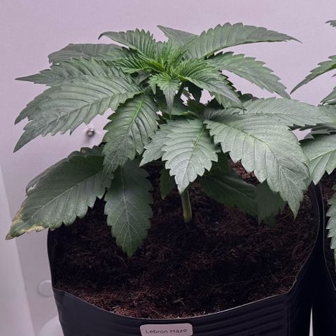 Lebron Haze growlog timeline photo