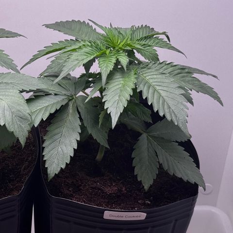 Double Cookies growlog timeline photo