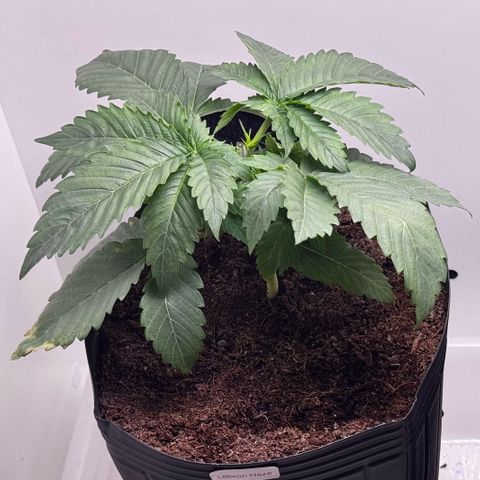 Lebron Haze growlog timeline photo