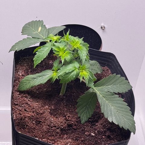 Double Cookies growlog timeline photo