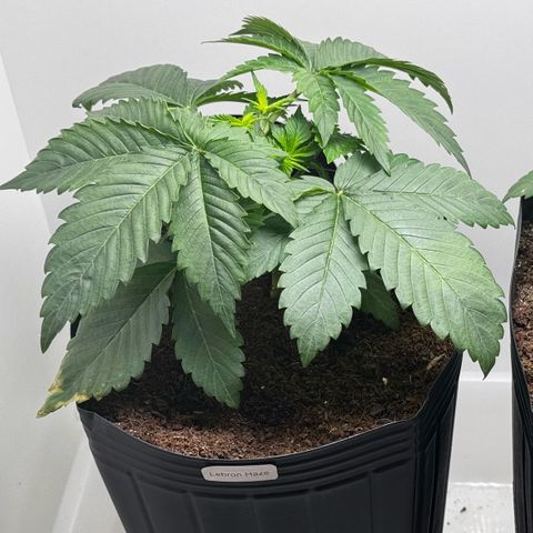 Lebron Haze growlog timeline photo
