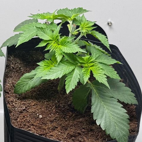 Double Cookies growlog timeline photo
