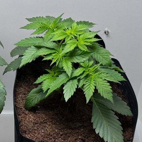 Double Cookies growlog timeline photo