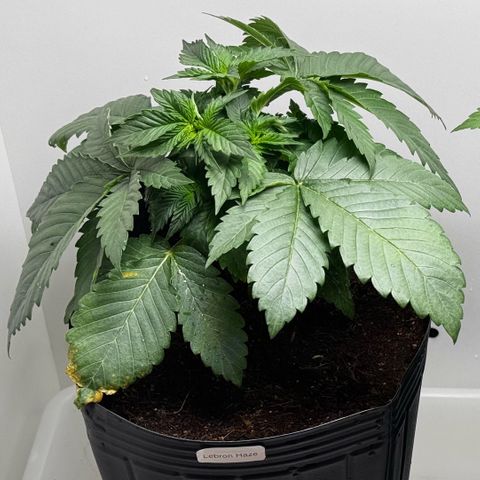 Lebron Haze growlog timeline photo