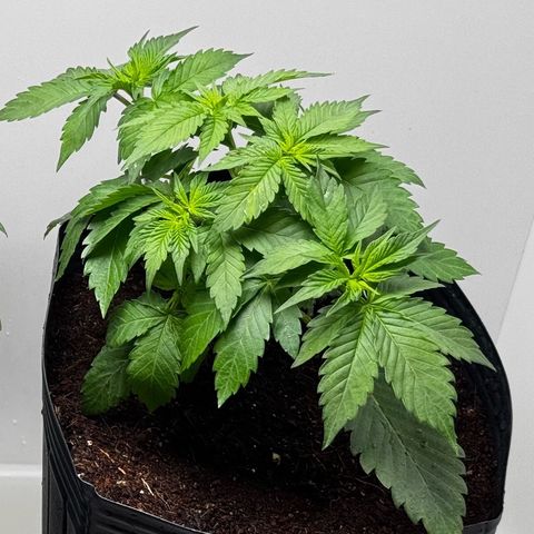 Double Cookies growlog timeline photo