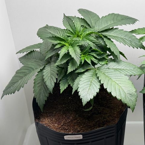 Lebron Haze growlog timeline photo