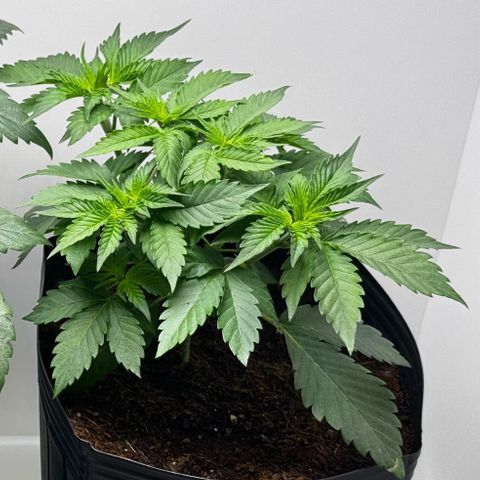 Double Cookies growlog timeline photo