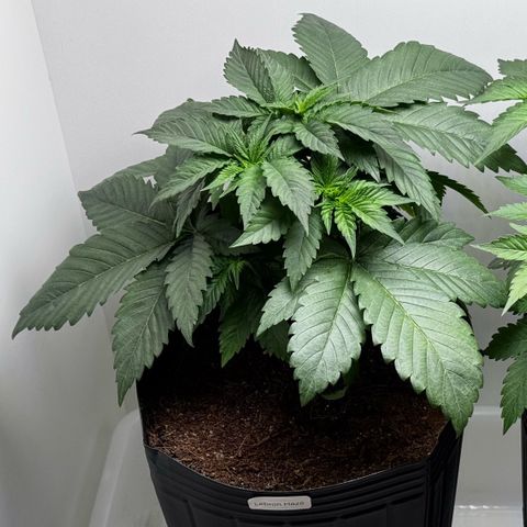 Lebron Haze growlog timeline photo