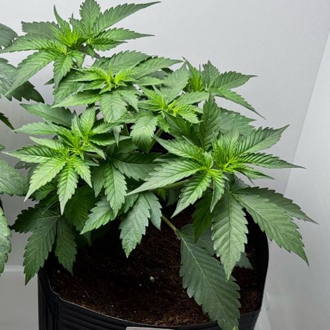 Double Cookies growlog timeline photo