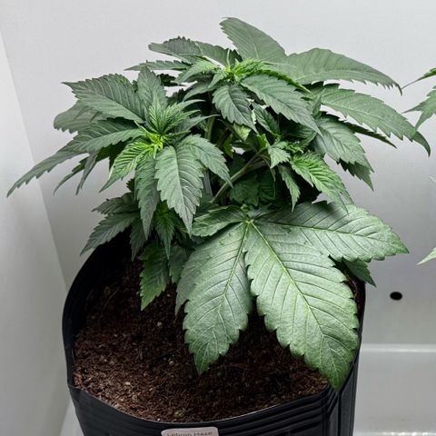 Lebron Haze growlog timeline photo