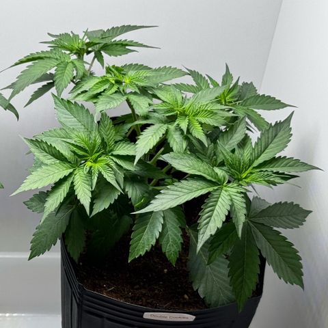 Double Cookies growlog timeline photo
