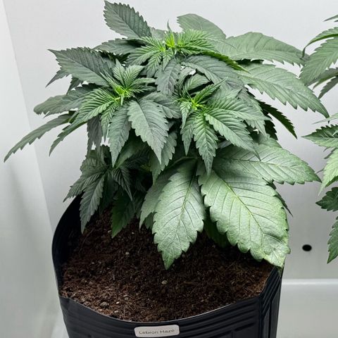 Lebron Haze growlog timeline photo