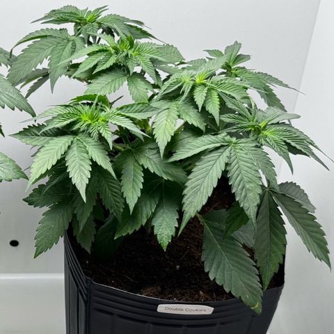 Double Cookies growlog timeline photo