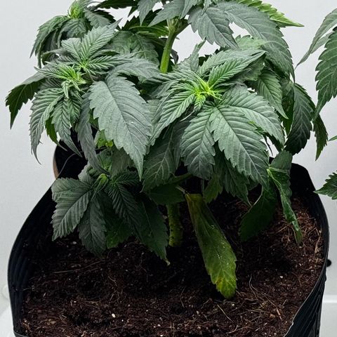 Lebron Haze growlog timeline photo