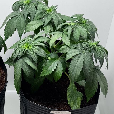 Double Cookies growlog timeline photo