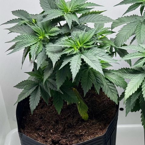 Lebron Haze growlog timeline photo