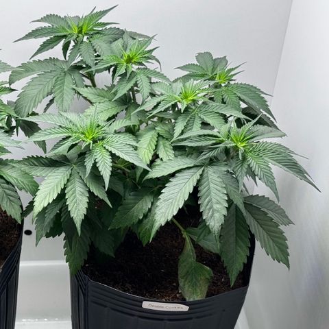 Double Cookies growlog timeline photo