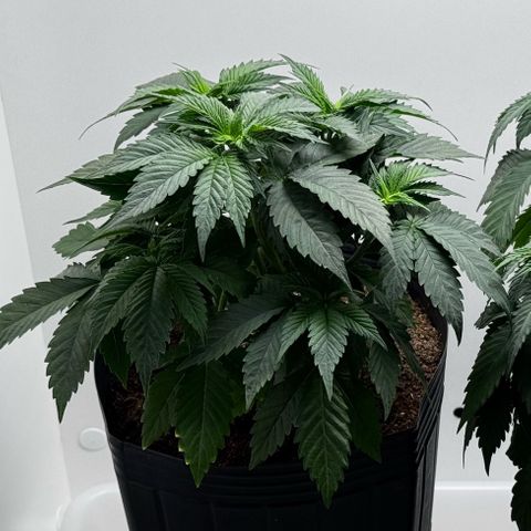 Lebron Haze growlog timeline photo