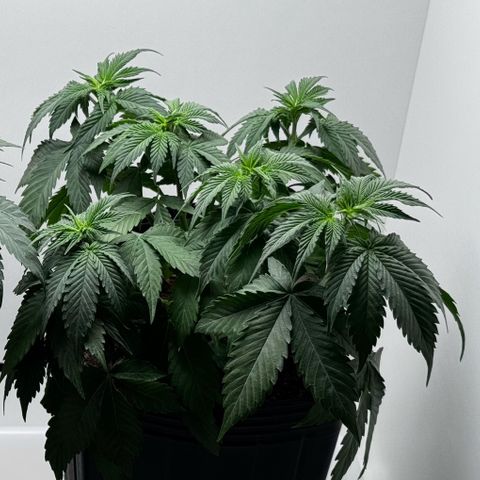Double Cookies growlog timeline photo