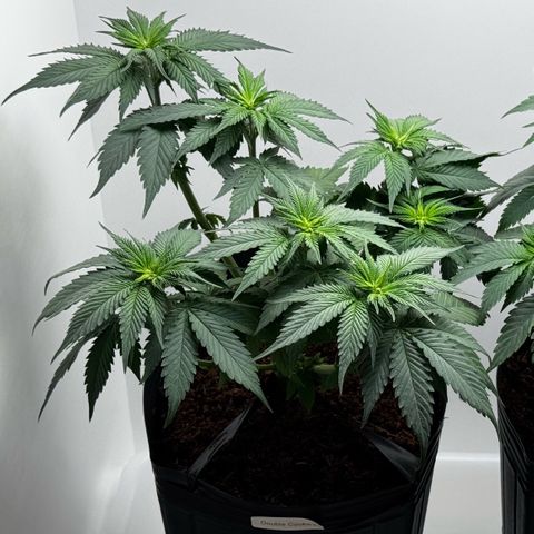 Double Cookies growlog timeline photo