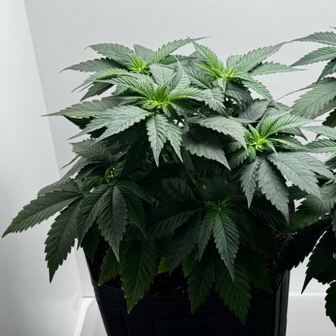Lebron Haze growlog timeline photo