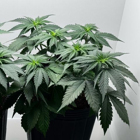 Double Cookies growlog timeline photo