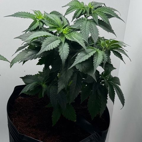 Lebron Haze growlog timeline photo