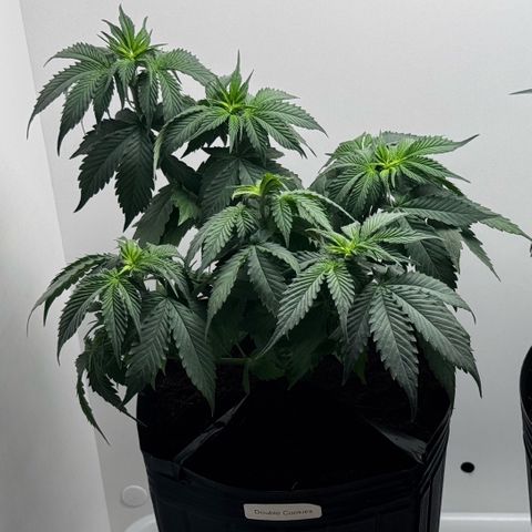 Double Cookies growlog timeline photo