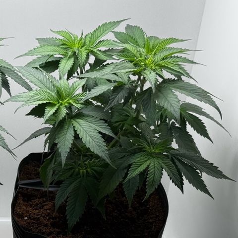Lebron Haze growlog timeline photo