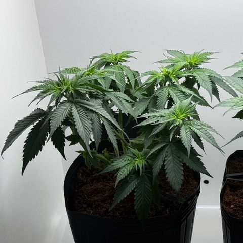 Double Cookies growlog timeline photo