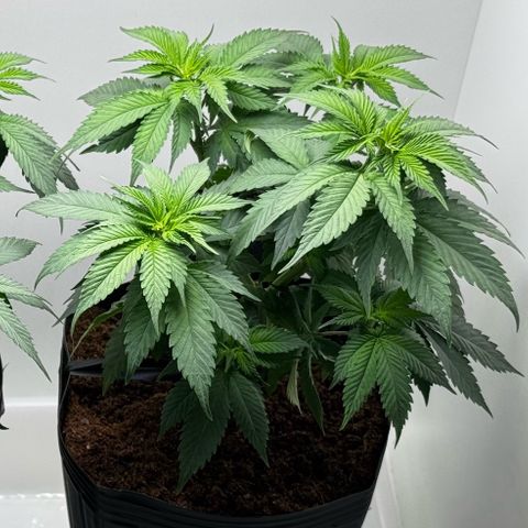 Lebron Haze growlog timeline photo