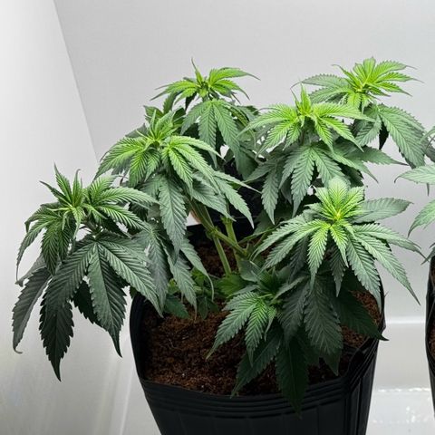 Double Cookies growlog timeline photo