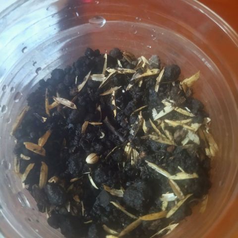 Chalupas CBD growlog photo: Transplante a  sutrato orgánico (Vermiculita) 