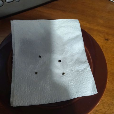 Chalupas CBD growlog photo: Se puso germinar en medios de platos, con servilletas y dos gotas de agua oxigenada 