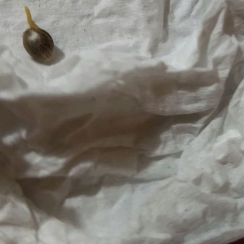 Chalupas CBD growlog photo: Radicula de aprox. 
0,3 mm 