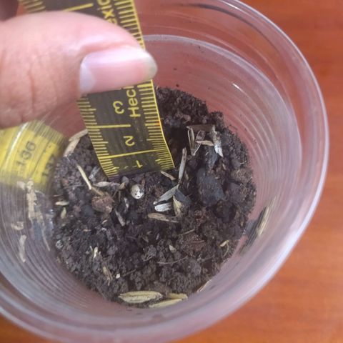 Chalupas CBD growlog timeline photo