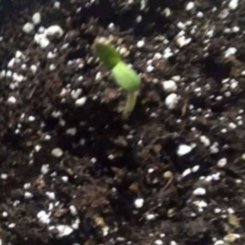 Chalupas CBD growlog timeline photo