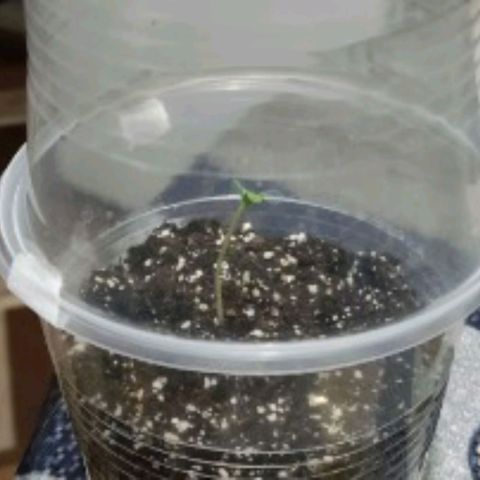 Chalupas CBD growlog photo: Altura aprox.de 4 CM 