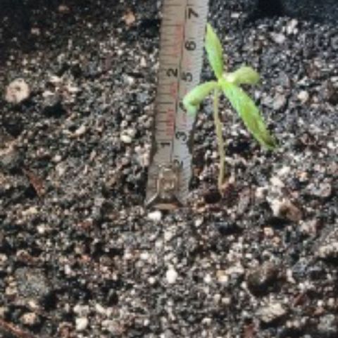 Chalupas CBD growlog photo: Altura 6cm