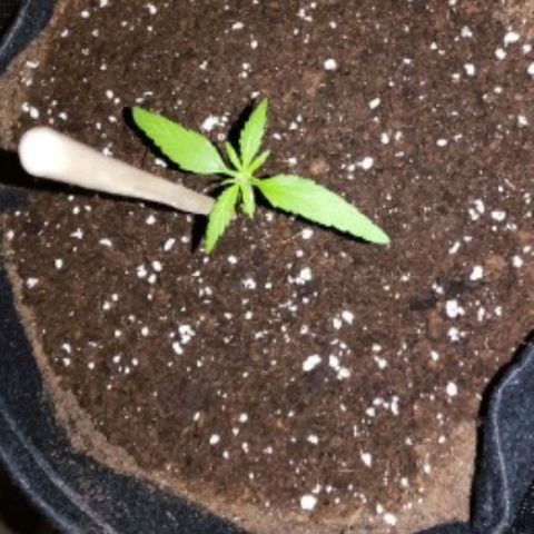 Chalupas CBD growlog timeline photo