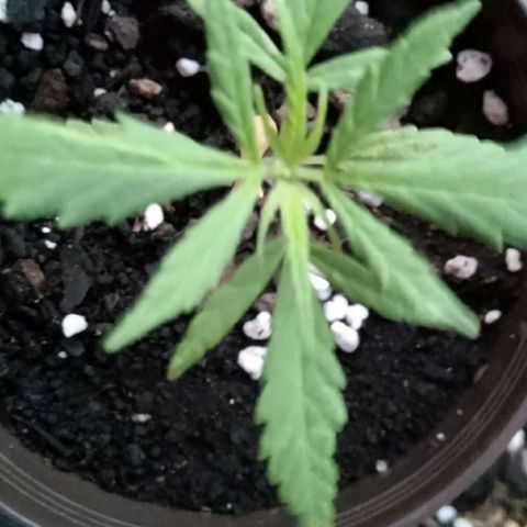 Chalupas CBD growlog timeline photo