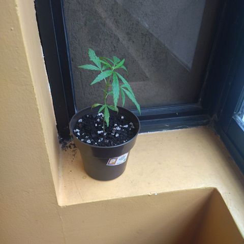 Chalupas CBD growlog photo: Se expone a luz directa, en una ventana riego una vez a la semana 
