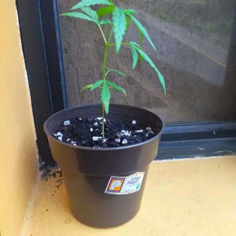Chalupas CBD growlog timeline photo