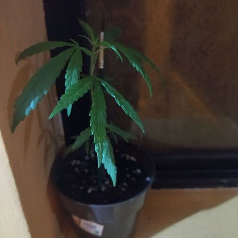 Chalupas CBD growlog photo: Se coloca tutor