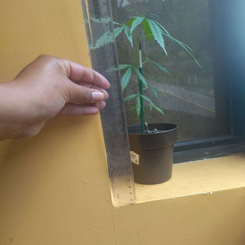 Chalupas CBD growlog photo: Mide aprox. 15 CM 