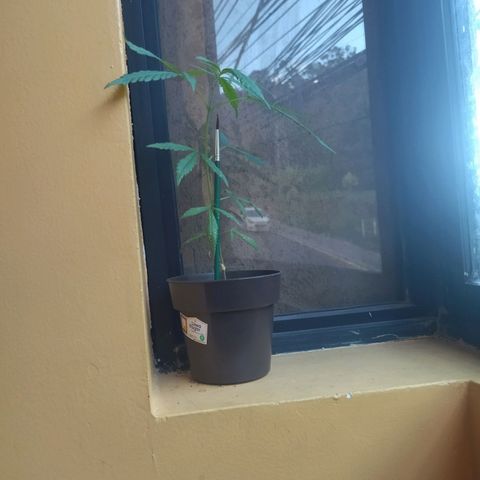 Chalupas CBD growlog photo: Mi aprox.25 cm