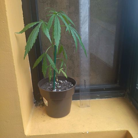 Chalupas CBD growlog photo: Mide 27,5 CM 